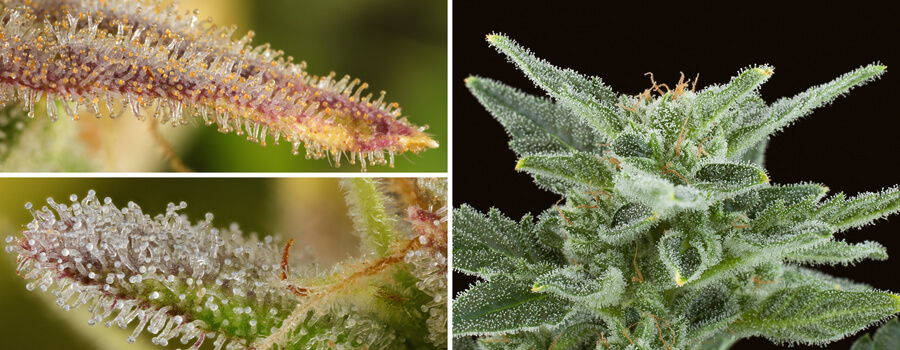 Cannabis trichomes