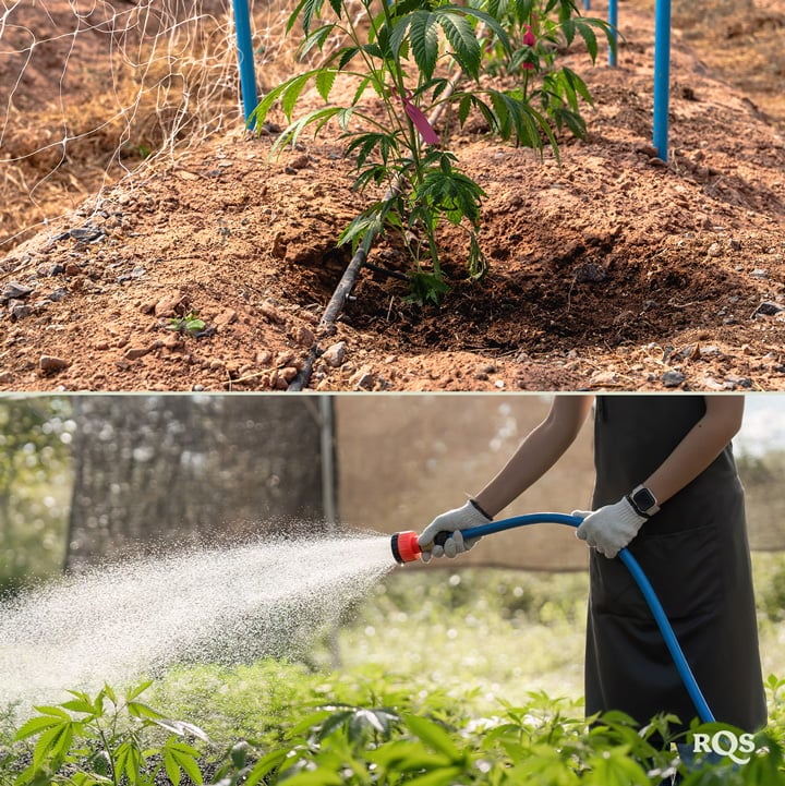 Twee afbeeldingen: Links een cannabisplant met een besproeiingssysteem, rechts iemand die planten in een tuin met een slang water geeft.