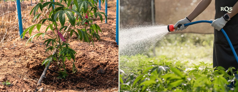 Twee afbeeldingen: Links een cannabisplant met een besproeiingssysteem, rechts iemand die planten in een tuin met een slang water geeft.