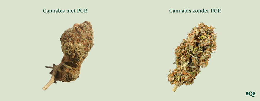 Cannabis toppen naast elkaar: Dichte, bruine „Cannabis met PGR's“ vs. groenere, luchtigere „Cannabis zonder PGR's.“ Leer het verschil te herkennen!