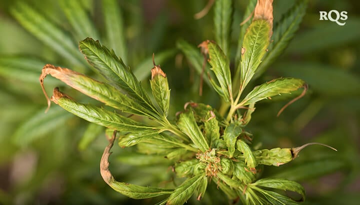 Close-up van een cannabisblad met stresssymptomen zoals bruine verkleuring en krulling. Mogelijke oorzaken: voedingsstoffentekort, overbewatering of plaaginfestatie.