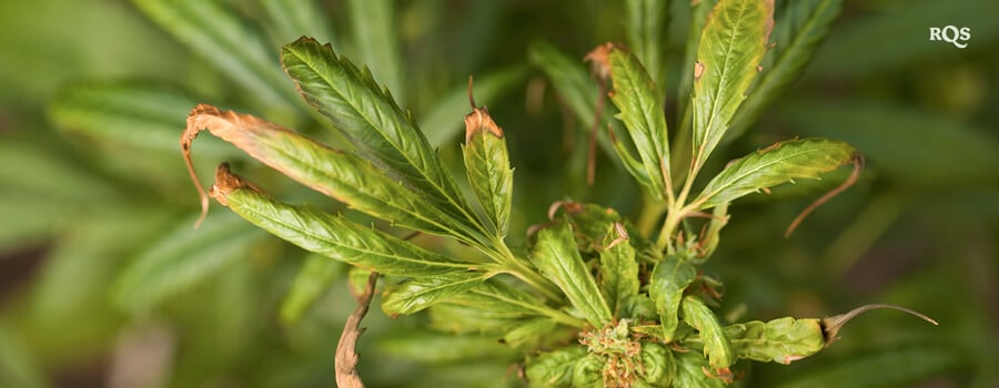 Close-up van een cannabisblad met stresssymptomen zoals bruine verkleuring en krulling. Mogelijke oorzaken: voedingsstoffentekort, overbewatering of plaaginfestatie.