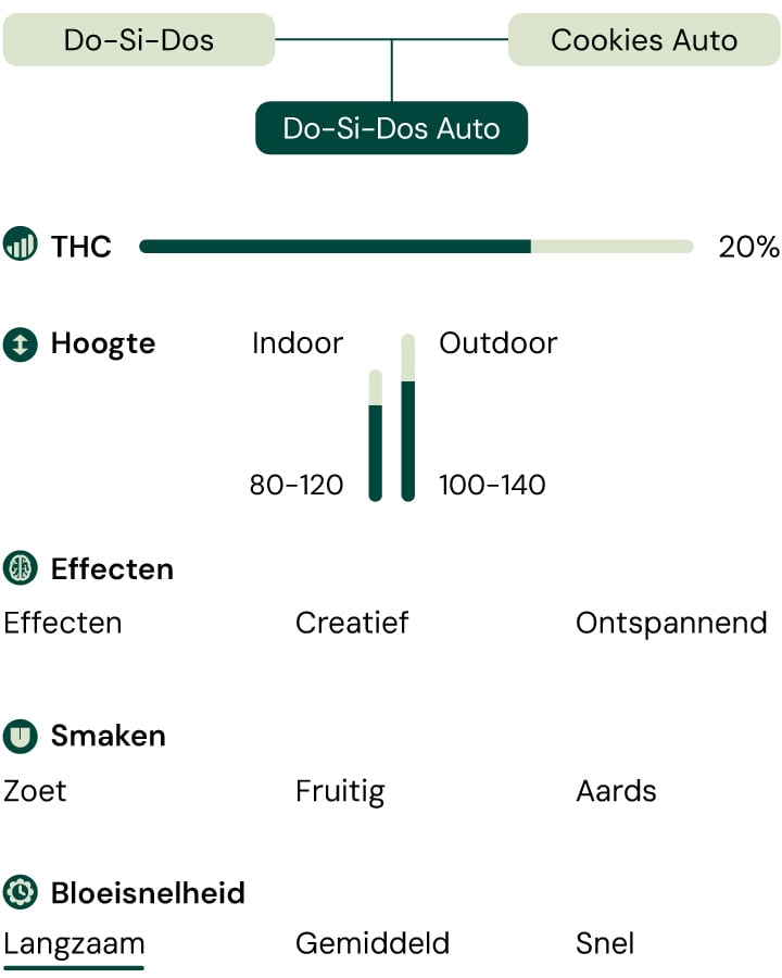 Do-Si-Dos Auto strain grafiek met details over THC-niveaus, smaakprofiel en groeistructuur. Compacte, indica-dominante autoflower met zoete en aardse aroma's.