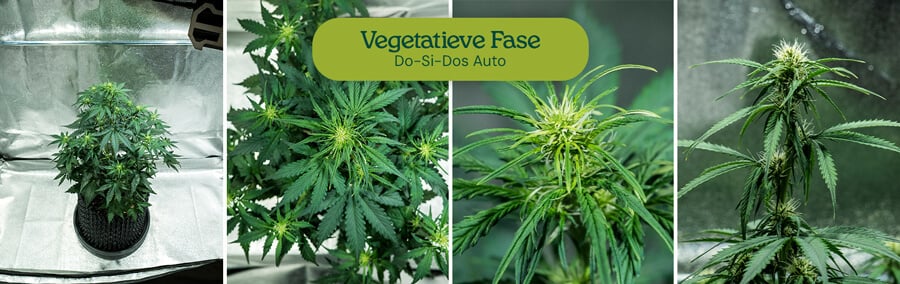 Do-Si-Dos Auto strain in de vegetatieve fase, met een centrale stam en levendige zijtakken. Geschikt voor low-stress training en binnenteelt met een 18-6 lichtcyclus.