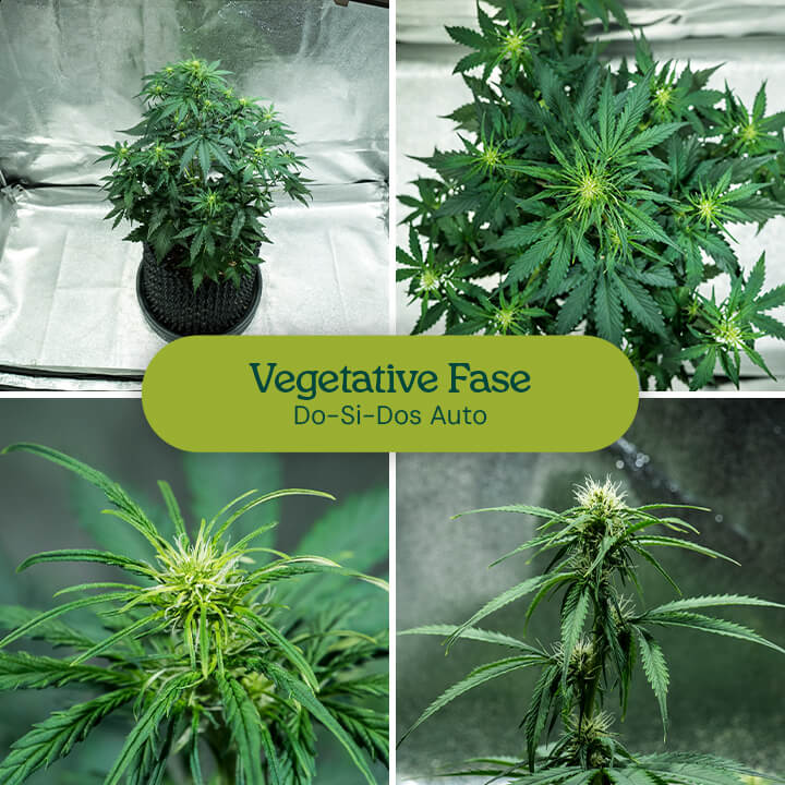 Vegetative Phase