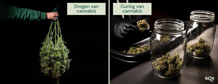 Vergelijking van de droog- en uithardingsprocessen van cannabis: links vers geoogste cannabisplanten die klaar zijn om te worden opgehangen om te drogen; rechts getrimde toppen opgeslagen in glazen potten voor een correcte uitharding en bewaring.