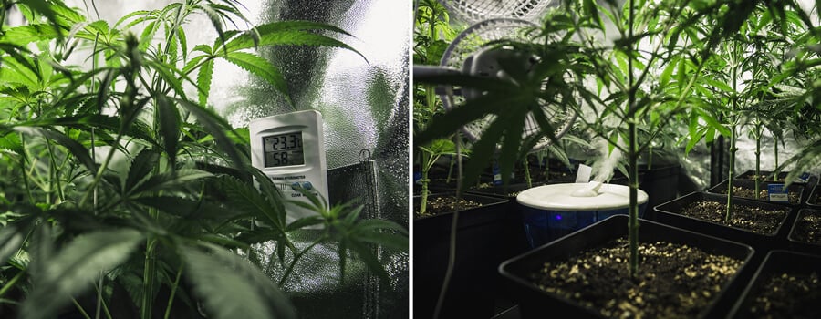 Twee kamerplanten in verschillende groeifasen: een volwassen plant met een temperatuurmeter aan de linkerkant en een jongere plant in een vochtige omgeving met een luchtbevochtiger aan de rechterkant.