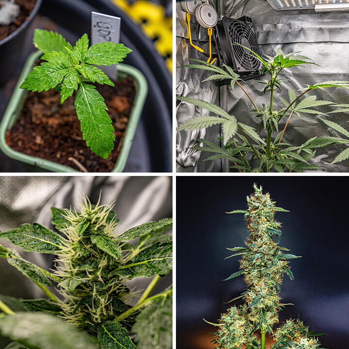 Een collage van vier beelden die de stadia van Granddaddy Purple Auto tonen: een zaailing, een plant in een kweektent, een close-up van een top en een volwassen plant met toppen.