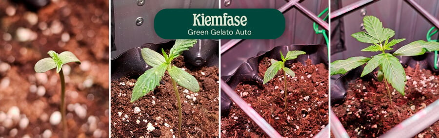 Green Gelato Auto Germination