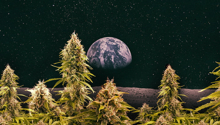 Growing cannabis space