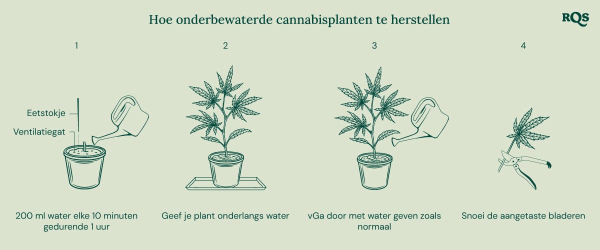 How to fix underwatered cannabis