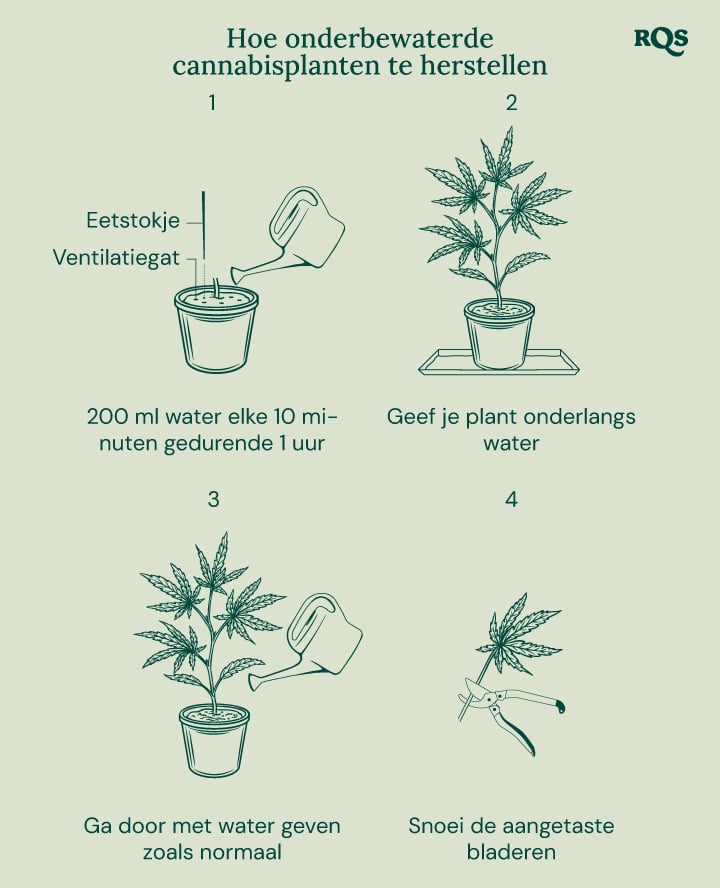 How to fix underwatered cannabis