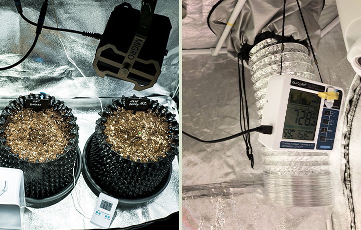 Close-up van een zaadkiemingsopstelling met drie trays van kiemende cannabiszaden aan de linkerzijde, en het interieur van een kleine kweektent aan de rechterzijde, uitgerust met een ventilator, een luchtvochtigheidsmonitor en een ventilatiesysteem voor optimale groei.