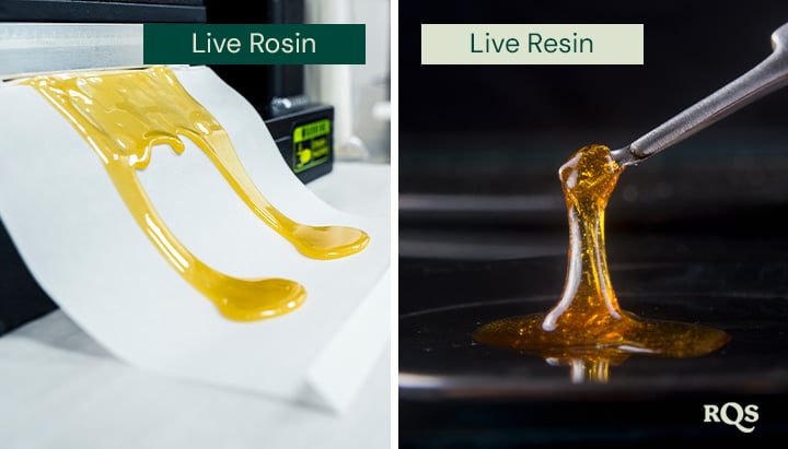 Vergelijking van live rosin en live resin, met twee afbeeldingen naast elkaar. Links wordt gouden live rosin uitgespreid op papier. Rechts wordt live resin opgetild met een gereedschap dat de glanzende textuur laat zien.