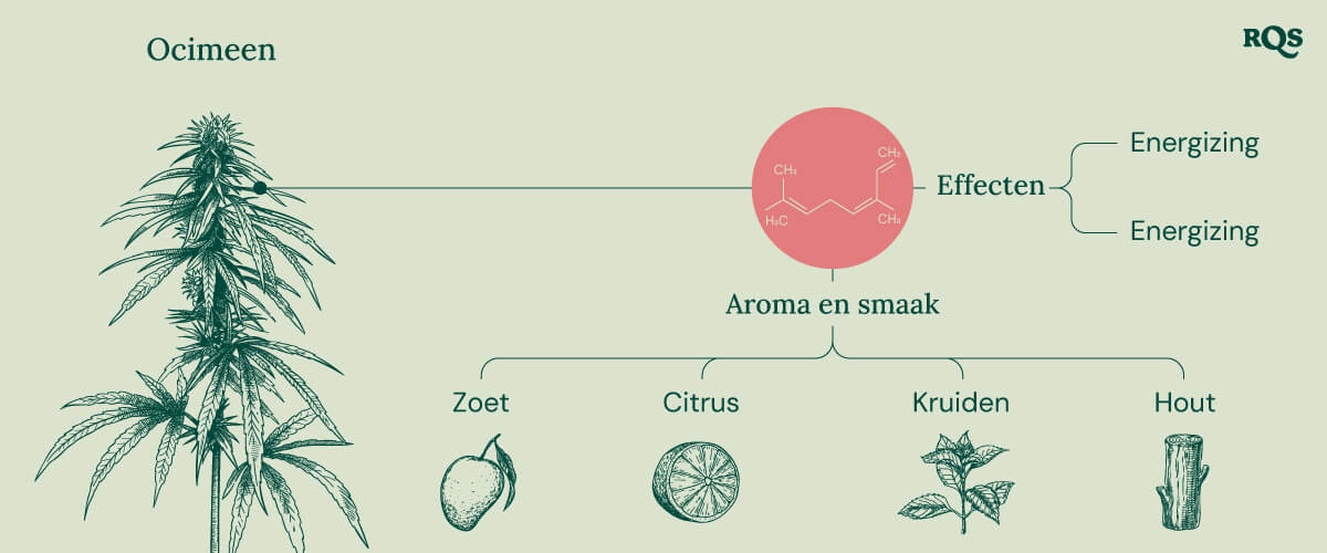 Diagram van de kenmerken van het ocimeen-terpeen dat in cannabis voorkomt, met nadruk op de energieke en opbeurende effecten. De afbeelding toont ook het aroma- en smaakprofiel, waaronder zoete, citrusachtige, kruidige en houtachtige tonen.