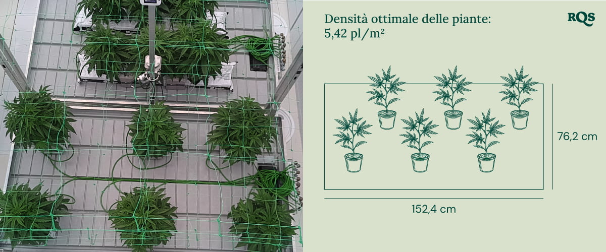 Optimal plant density in cannabis cultivation