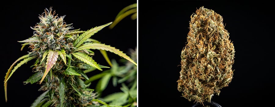 "Close-up van een cannabisplant met levendig groene bladeren en talloze kleine paarse knoppen, die vroege bloeiontwikkeling en gezonde groei toont.  "