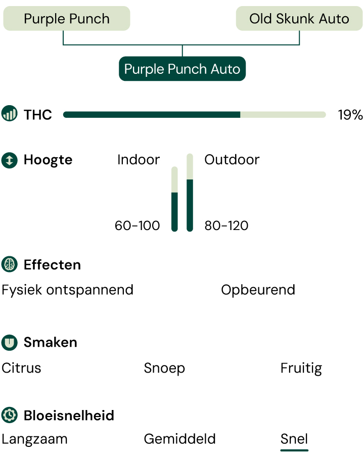 Purple Punch Auto Characteristics