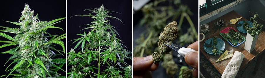 Een Royal AK cannabis plant in verschillende groeifasen: zaailing, jonge plant, bloeiende plant met toppen en volwassen plant.