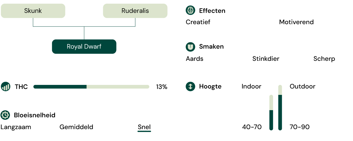 Royal Dwarf Autoflower Characteristics