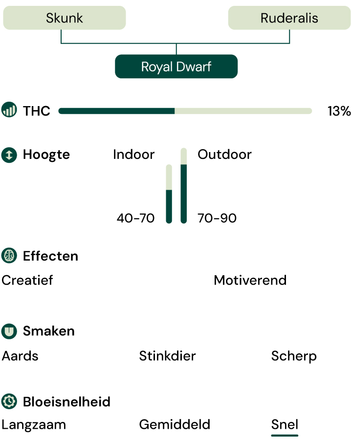 Royal Dwarf Autoflower Characteristics