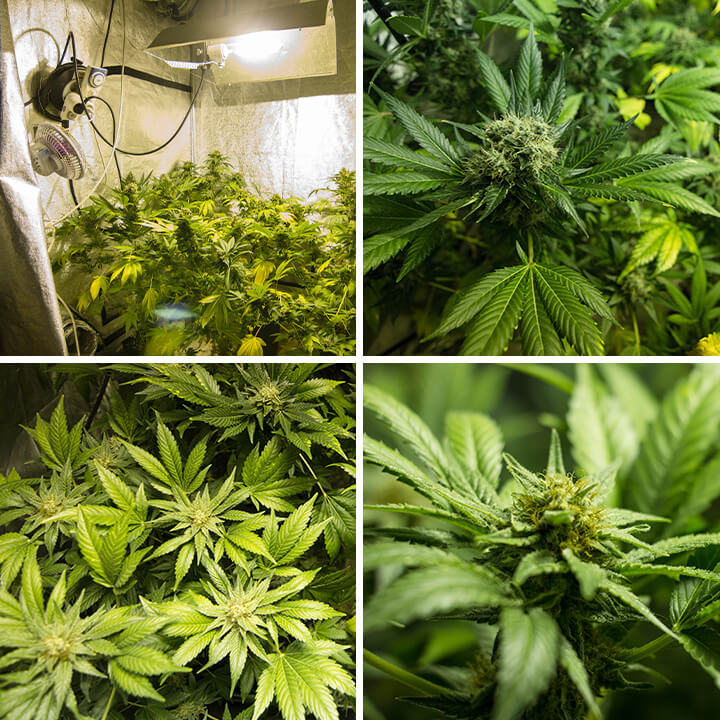 Serie van foto’s die de unieke kenmerken van een binnengekweekte Somango XL cannabisplant tonen, met brede bladeren en ijzige toppen, en de kenmerkende eigenschappen van de soort benadrukken.