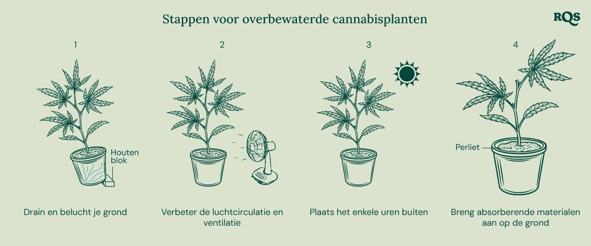 How to fix underwatered cannabis