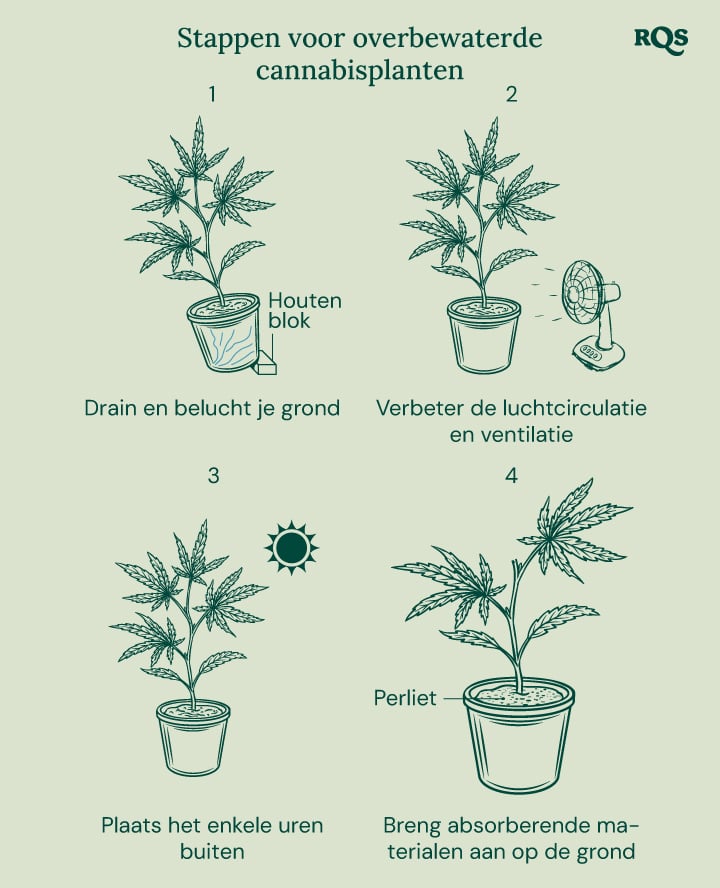 How to fix overwatered cannabis