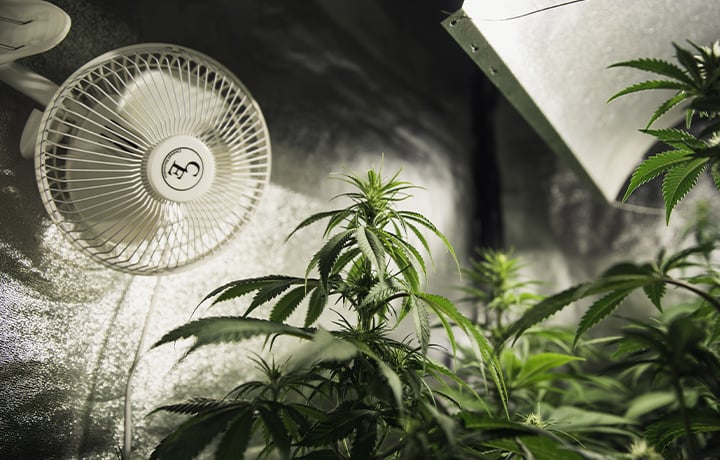 Planten binnenshuis in een klimaatgereguleerde kweekkamer met een ventilator voor optimale luchtstroom en gezonde groei.