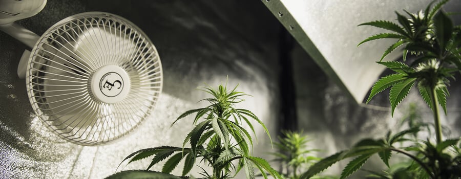 Planten binnenshuis in een klimaatgereguleerde kweekkamer met een ventilator voor optimale luchtstroom en gezonde groei.