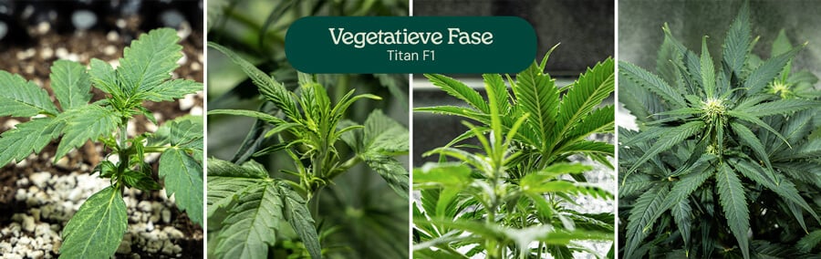 Collage van vier beelden die de Titan F1 cannabissoort in de vegetatieve fase tonen, van zaailing tot jonge plant. De cannabisplant groeit in met aarde gevulde potten, met zichtbaar water geven en gezonde groene bladeren.