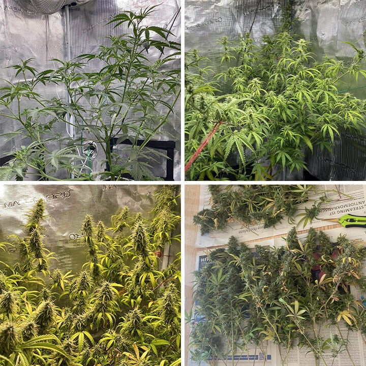 Een Trainwreck cannabisplant in verschillende groeifasen, inclusief zaailingen, jonge planten, bloeiende planten met toppen, en volwassen planten met dichte toppen