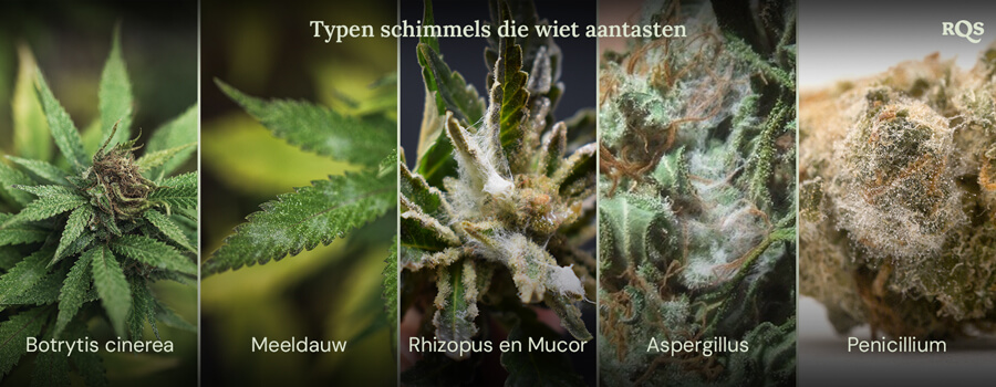 Een collage van afbeeldingen die verschillende soorten schimmel tonen die cannabisplanten kunnen aantasten. De getoonde schimmels zijn Botrytis cinerea, meeldauw, Rhizopus en Mucor, Aspergillus en Penicillium.