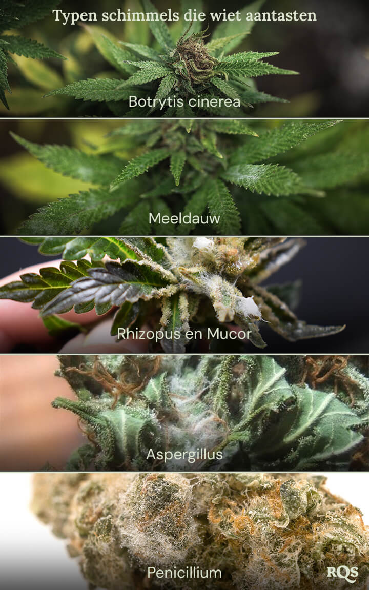 Een collage van afbeeldingen die verschillende soorten schimmel tonen die cannabisplanten kunnen aantasten. De getoonde schimmels zijn Botrytis cinerea, meeldauw, Rhizopus en Mucor, Aspergillus en Penicillium.