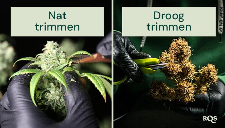 Vergelijking van nat en droog trimmen van cannabis. Links wordt nat trimmen direct na de oogst uitgevoerd, waardoor het verwijderen van bladeren gemakkelijker wordt. Rechts wordt droog trimmen na het drogen gedaan, wat de uitharding en het behoud van terpenen verbetert.