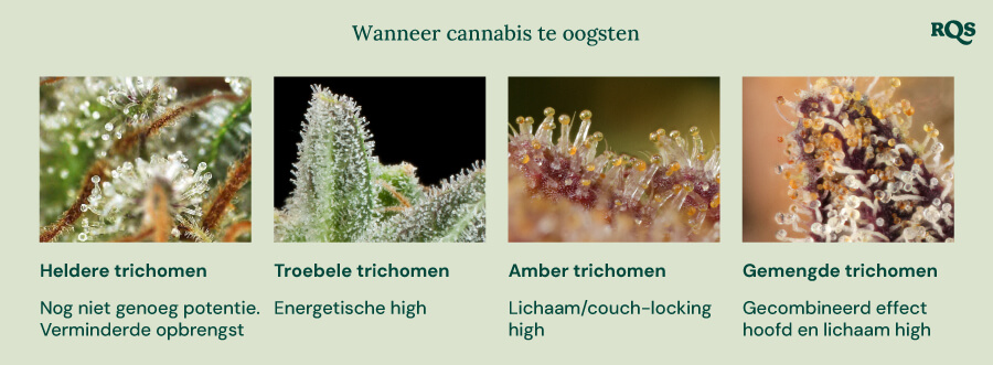 Een visuele gids voor het oogsten van cannabis op basis van de kleur van de trichomen. Het toont vier stadia: heldere trichomen (niet potent genoeg), melkachtige trichomen (energetische high), amberkleurige trichomen (lichaams-/couch-lock high) en gemengde trichomen (gebalanceerde hoofd- en lichaamshigh).