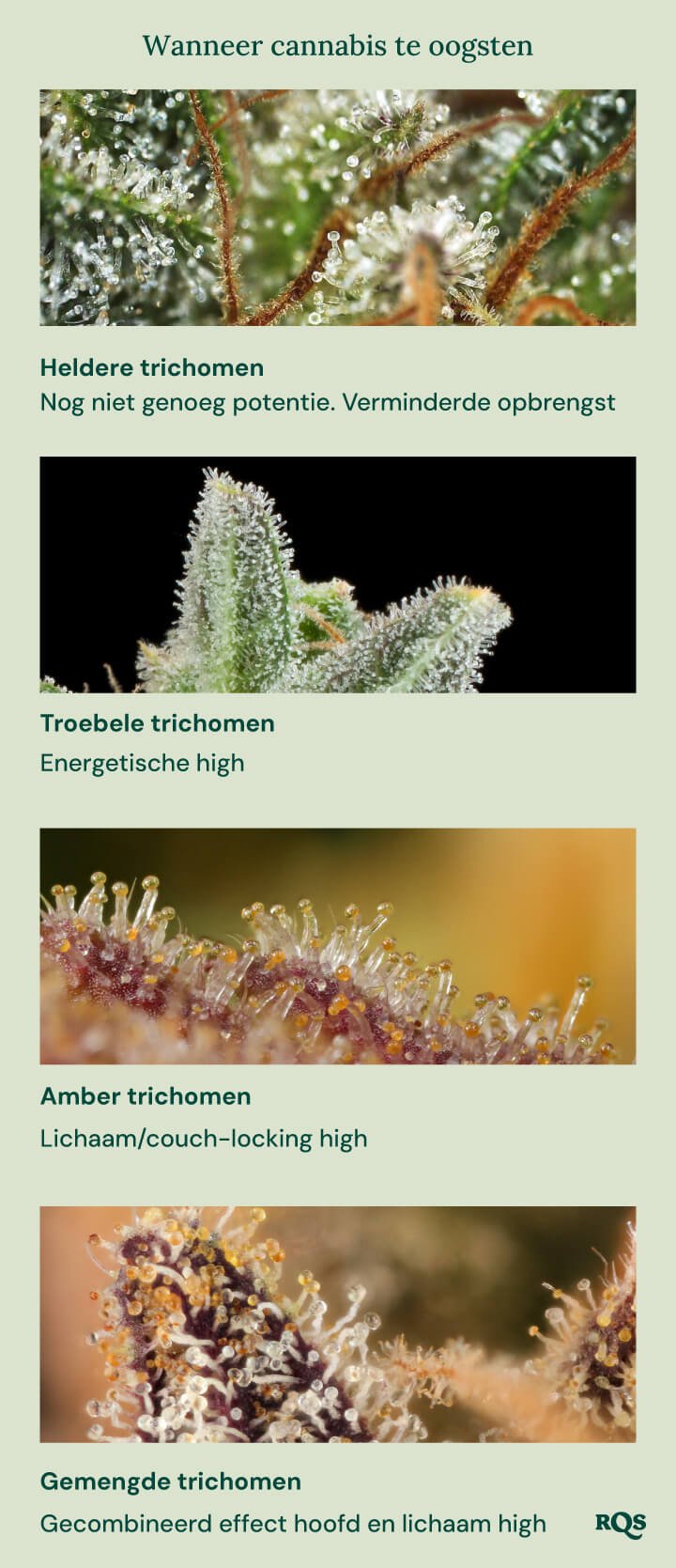 Een visuele gids voor het oogsten van cannabis op basis van de kleur van de trichomen. Het toont vier stadia: heldere trichomen (niet potent genoeg), melkachtige trichomen (energetische high), amberkleurige trichomen (lichaams-/couch-lock high) en gemengde trichomen (gebalanceerde hoofd- en lichaamshigh).