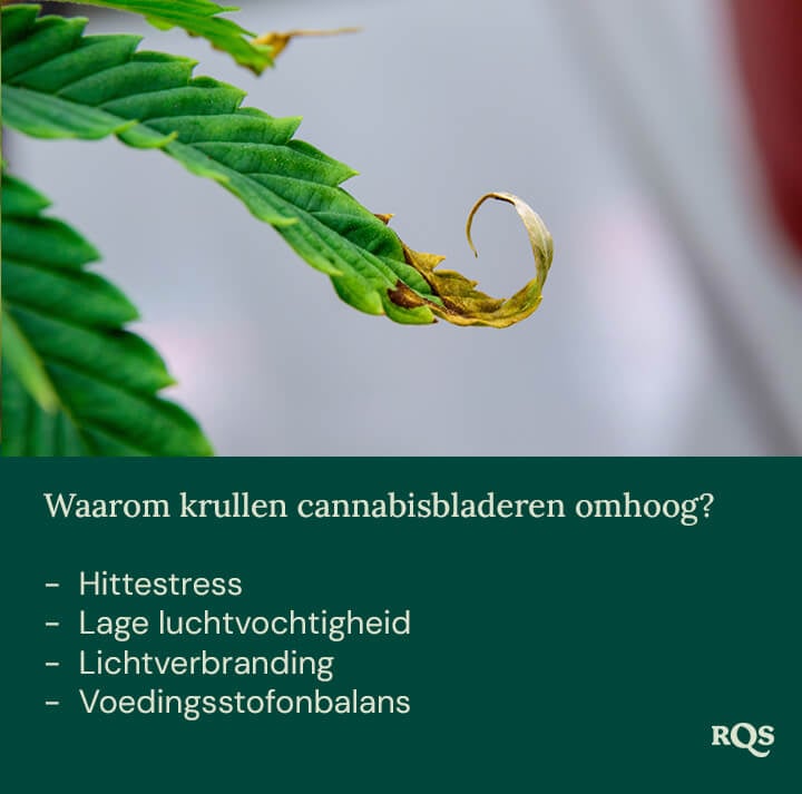 Groen plantblad met opkrullende randen en bruine vlekken. Mogelijke oorzaken: hitte stress, lage luchtvochtigheid, lichtverbranding, voedingsstoffendisbalans.