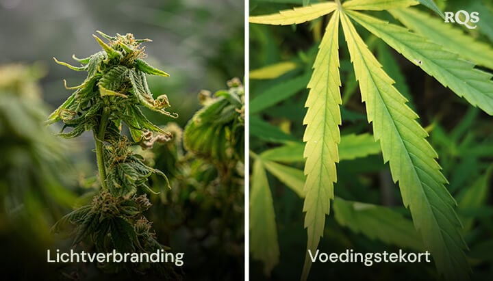 Een collage van twee cannabisplanten die 