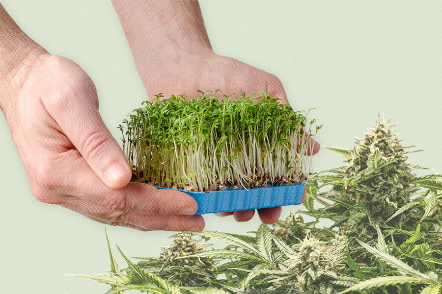 Cannabis microgreens: wat zijn het en hoe kweek je ze?