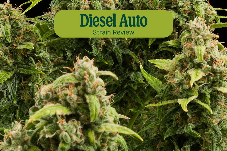 Diesel Auto strain review