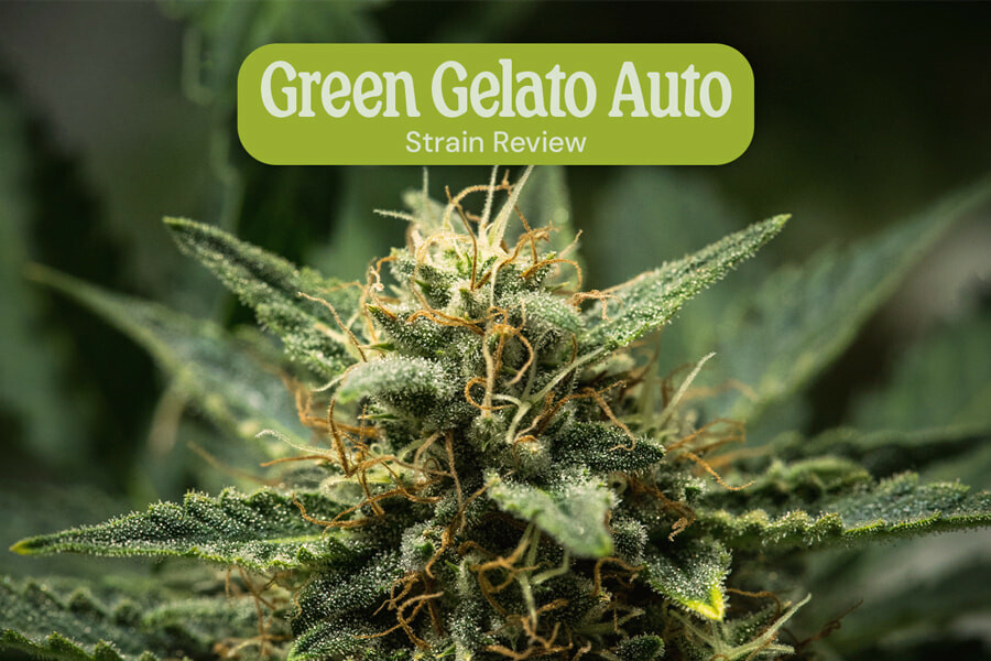 Green Gelato Auto strain review