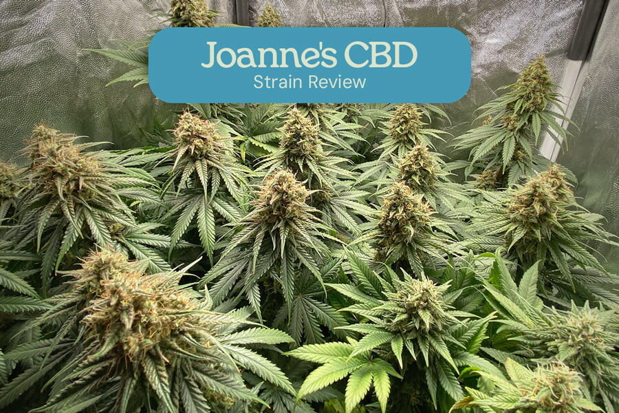 Joanne's CBD Strain Review