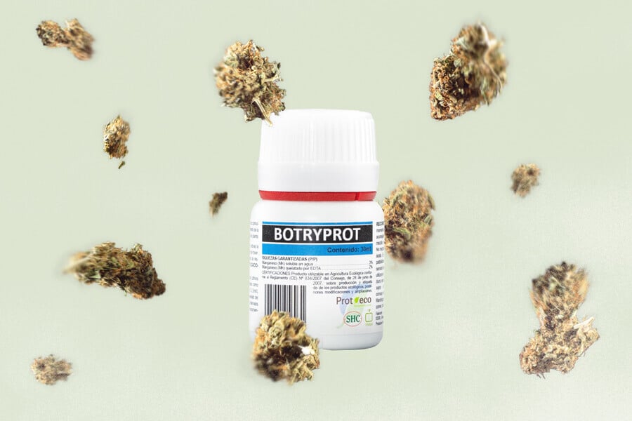 Botrytis (toprot): hoe voorkom je deze schimmel bij cannabis?