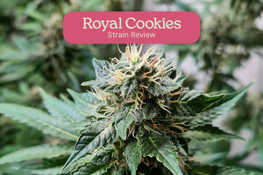 Royal Cookies Strain Review