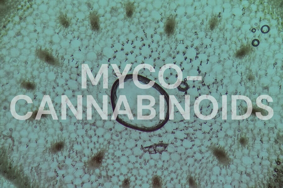 Mycocannabinoïden: kunnen fungi het ECS beïnvloeden?