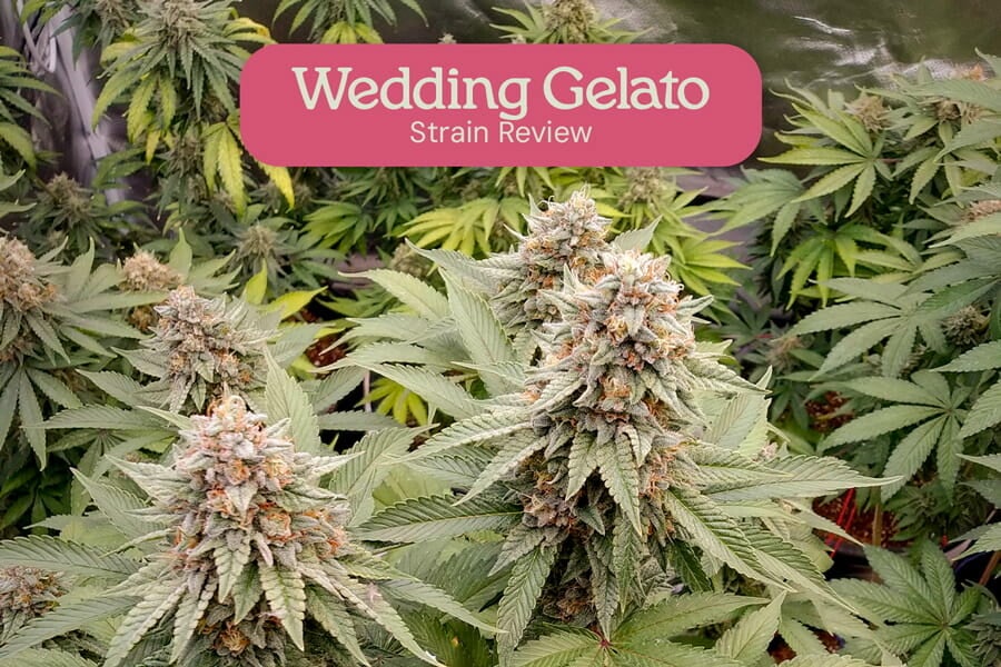 Wedding Gelato strain review