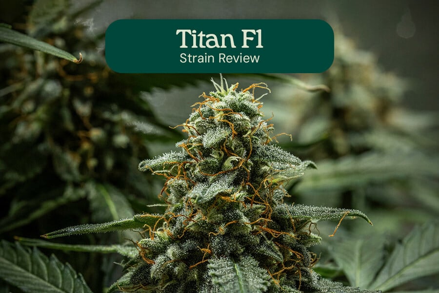 Titan F1 Hybride review