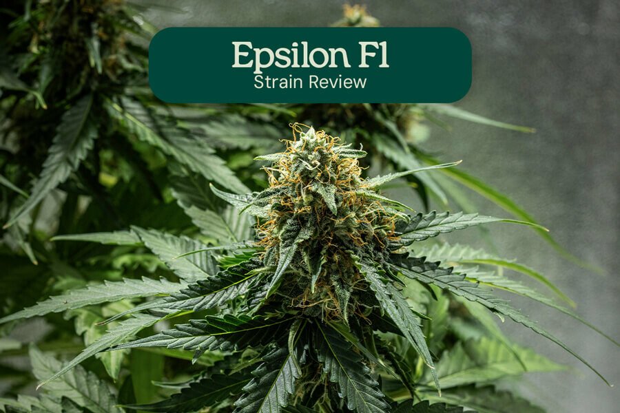 Epsilon F1-hybride review