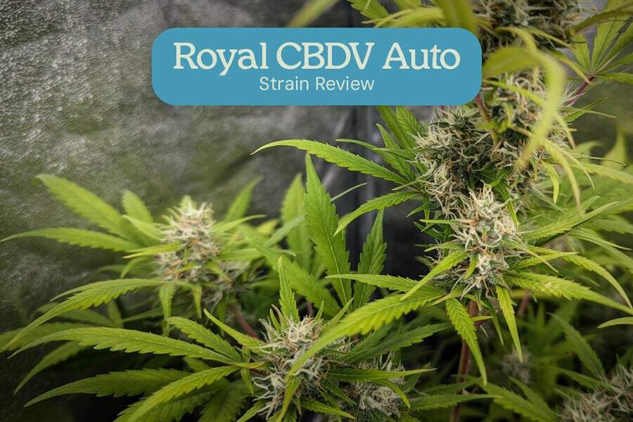 Royal CBDV Auto Strain Review